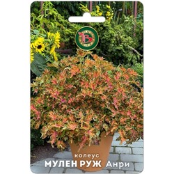 Колеус Мулен Руж Анри