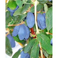 Саженцы Жимолость Бореал Близзард, арт.: 20208