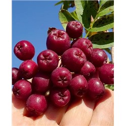 Саженцы Рябина Гранатная, арт.: 69672