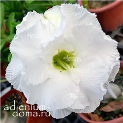 Adenium Obesum Double Flower NEW-111