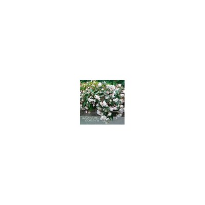 Begonia ILLUMINATION ® 'WHITE' (Бегония)