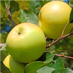 Яблоня Брянское золотистое, арт.: 75104