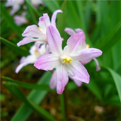Хионодокса Rosea "Розеа" 10шт