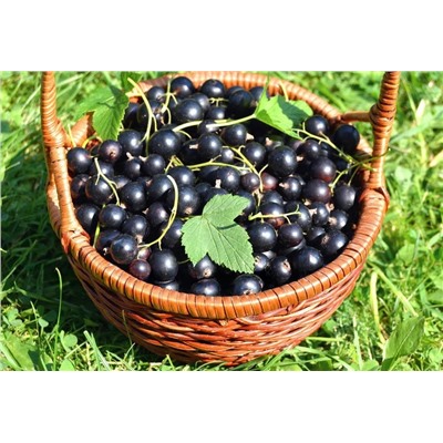 Смородина черная Викторина, арт.: 75096