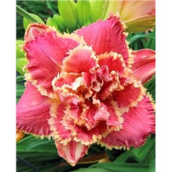 Корни (саженцы) Лилейник Венециан фриндж, фасовка: 1 саженец, арт.: 70336