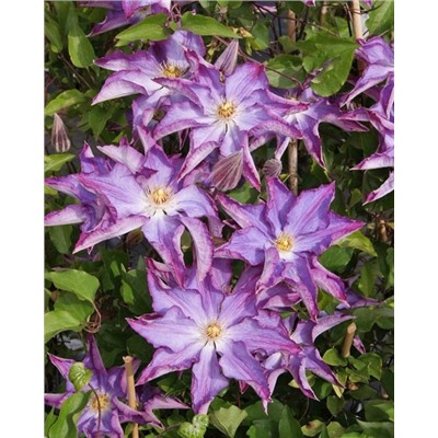 Саженцы Клематис Палетт, арт.: 74872