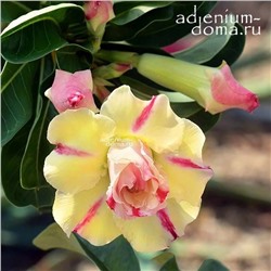 Adenium Obesum Double Flower GORGEOUS