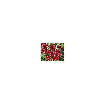 Adenium Obesum Desert Rose GRAPE BEAUTY