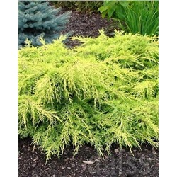 Саженцы Можжевельник средний Голд Стар, арт.: 75003