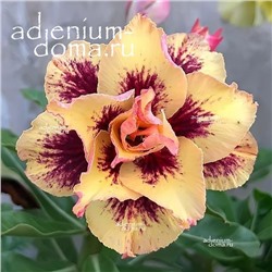 Adenium Obesum Double Flower TC-22