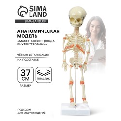 Анатомическая модель «Макет. Скелет плода внутриутробный», 37 см