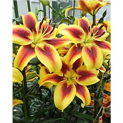 Луковицы Лилия ОА-гибрид Вива ла Вида, фасовка: 1 саженец, арт.: 74657