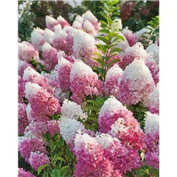 Саженцы Гортензия метельчатая Строуберри блоссом, арт.: 70292