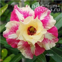 Adenium Obesum Double Flower TAFFY