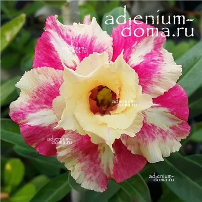 Adenium Obesum Double Flower TAFFY