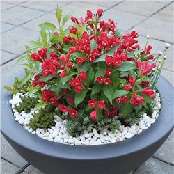 Саженцы Вейгела Олл Саммер Ред, арт.: 14389