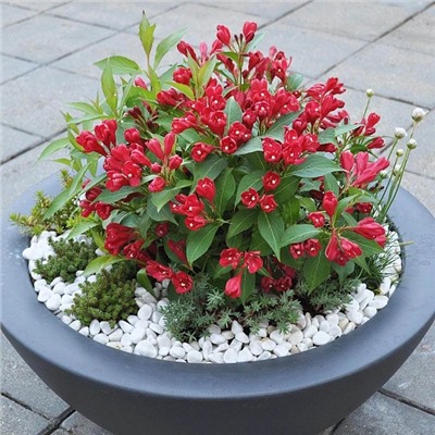 Саженцы Вейгела Олл Саммер Ред, арт.: 14389