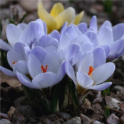Крокус Blue Pearl "Блю Перл" 5шт