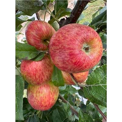 Саженцы Яблоня Хани крисп, арт.: 70094