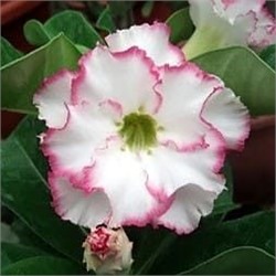 Adenium Obesum Double Flower NEW-08