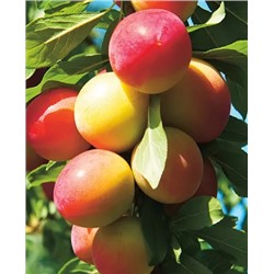 Саженцы Алыча колонновидная, арт.: 826