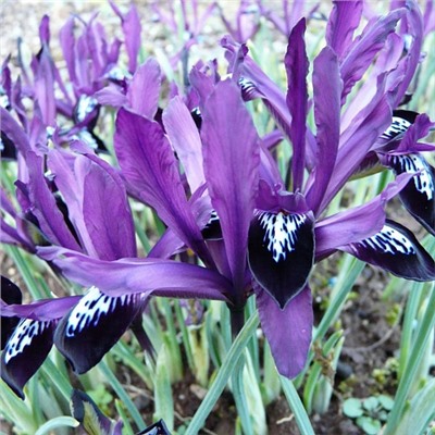 Ирис Reticulata Purple Gem "Пурпл Гем" 5шт