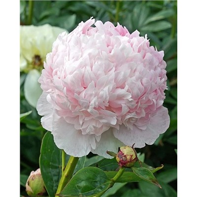 Пион Энджел Чикс, арт.: 74680