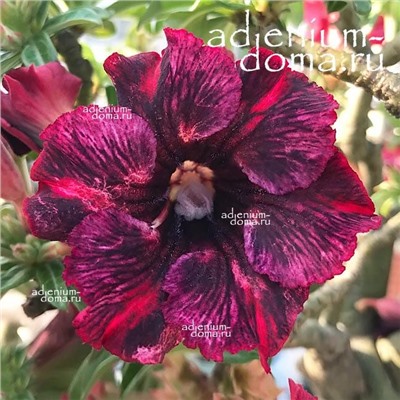 Adenium Obesum Desert Rose DIEU ANH