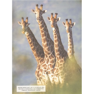 Уценка. Животные. Современная энциклопедия