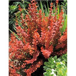 Саженцы Барбарис тунберга Оранж Рокет, арт.: 962