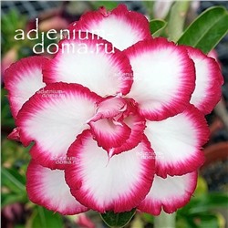 Adenium Obesum Double Flower NEW-95