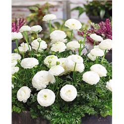 Лютик белый, арт.: 5684