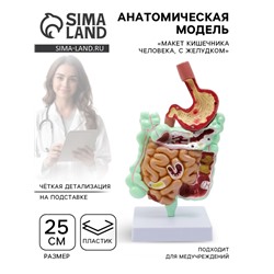 Анатомическая модель «Макет кишечника человека, с желудком», 25 см