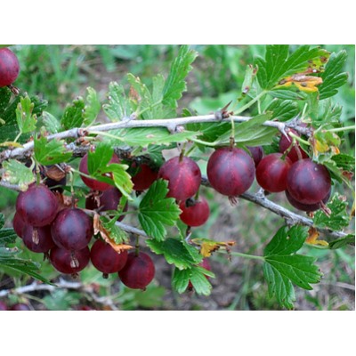 Крыжовник Финик
