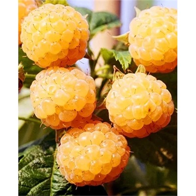 Саженцы Саженцы Малина Золотой бубен, арт.: 70254