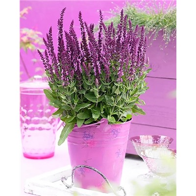 Саженцы Шалфей Сенсейшн Компакт Брайт Роуз, арт.: 74698