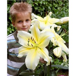 Луковицы Лилия ОТ-гибрид Биг Бразер, фасовка: 1 луковица, арт.: 69556