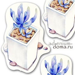 Открытка Cotyledon WHATE SPRITE (Котиледон)