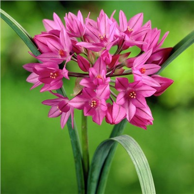 Allium Oreophilum "Лук декоративный Ореофилум" 5шт