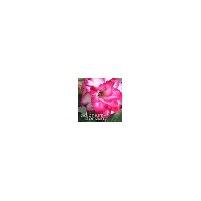 Adenium Obesum Double Flower LADY ISABELLA