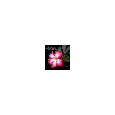 Adenium Obesum Desert Rose PINK