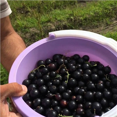 Смородина черная Титания