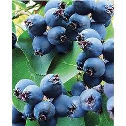 Саженцы Ирга Мартин, арт.: 731