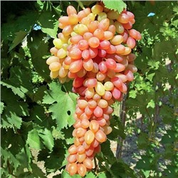 Виноград Хамелеон, арт.: 75119