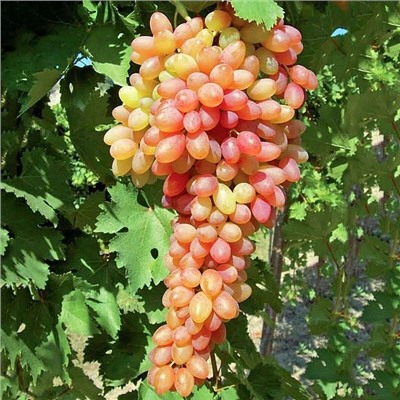 Виноград Хамелеон, арт.: 75119