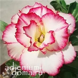 Adenium Obesum Double Flower NEW-16