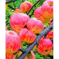 Саженцы Яблоня Мелба, арт.: 20104