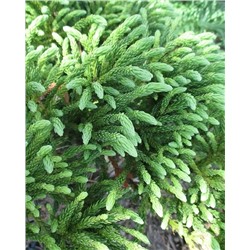 Саженцы Туя западная Литл Чемпион, арт.: 75005