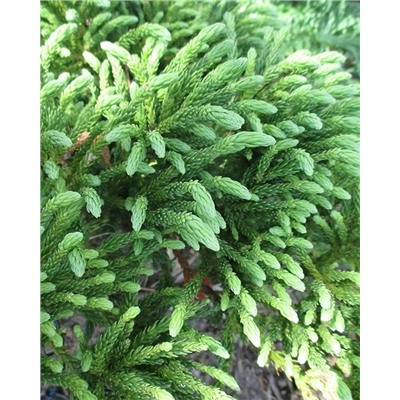 Саженцы Туя западная Литл Чемпион, арт.: 75005