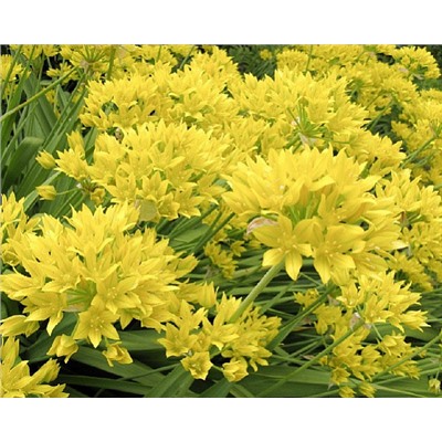 Allium Moly "Лук декоративный Моли" 5шт